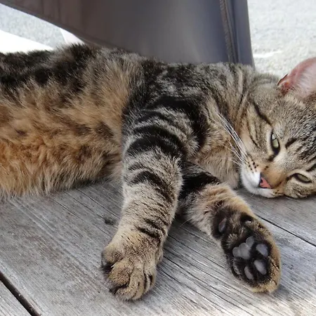 La Petite Houssaye לינה וארוחת בוקר Villiers-Fossard