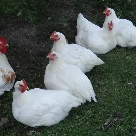 La Petite Houssaye לינה וארוחת בוקר Villiers-Fossard