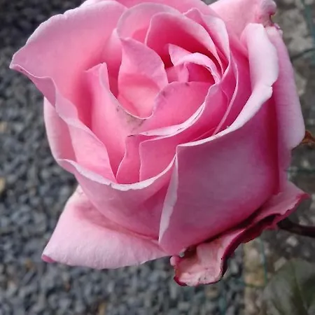 לינה וארוחת בוקר La Petite Houssaye