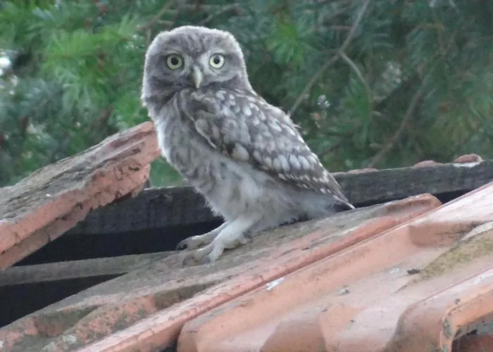 La Petite Houssaye 3* Villiers-Fossard