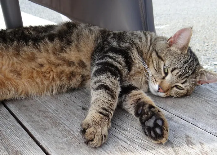 La Petite Houssaye Couette-café Villiers-Fossard