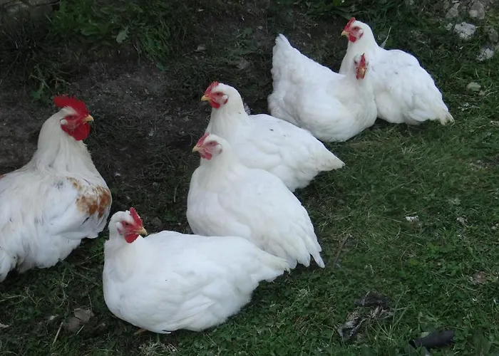 La Petite Houssaye Couette-café Villiers-Fossard