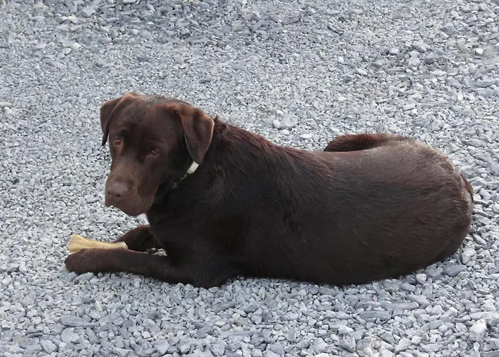 فندق مبيت وإفطار La Petite Houssaye